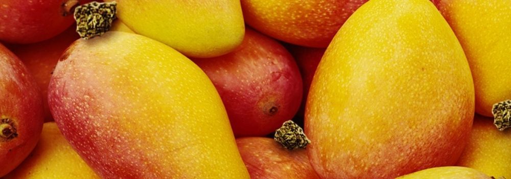 Como cultivar mangos